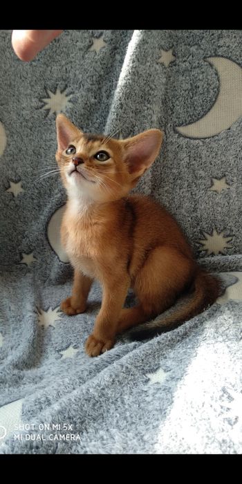 Продается котёнок