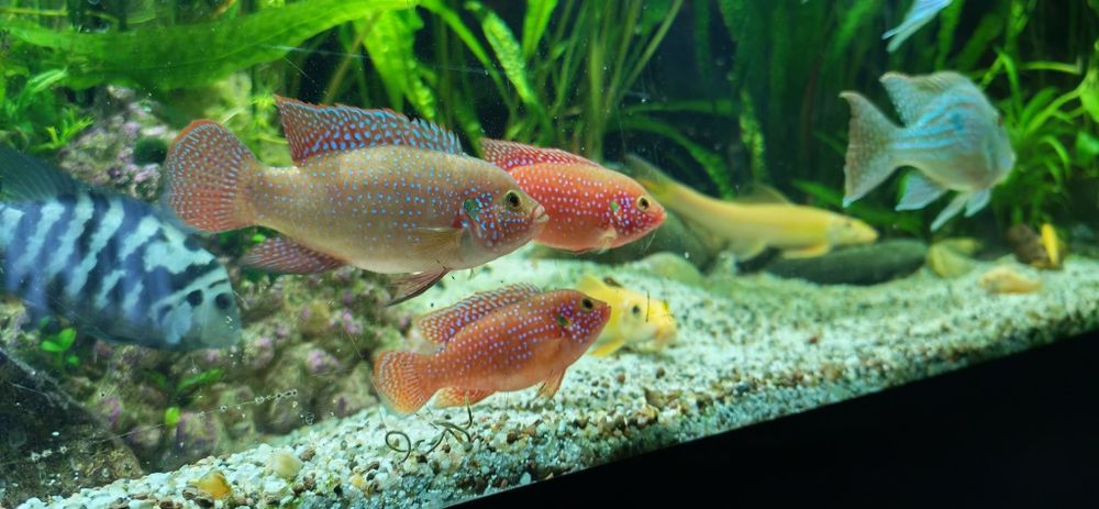 Pesti Electric Blue Acara, Lilifaili și Nigrofasciatus