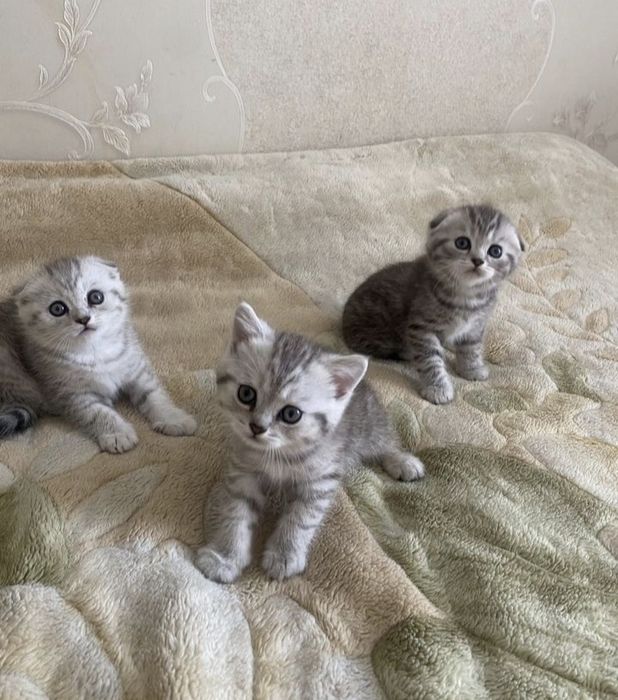 Шотландские Вислоушки