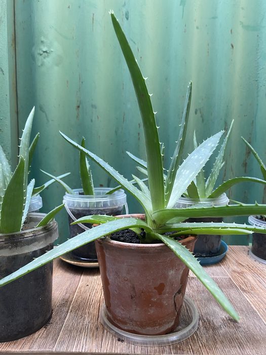 Продам алоэ укорененные адаптированные