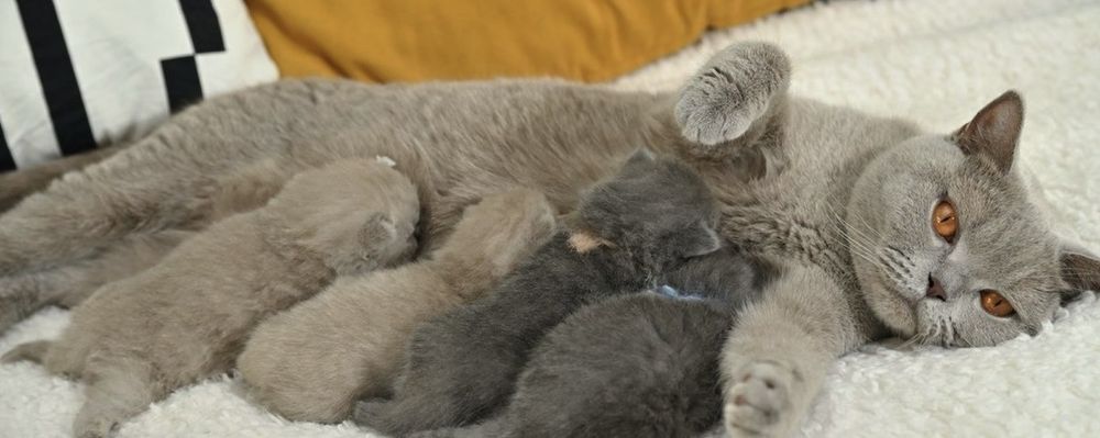 Британские котята