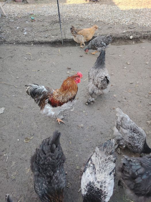 Vând sau schimb cocoș