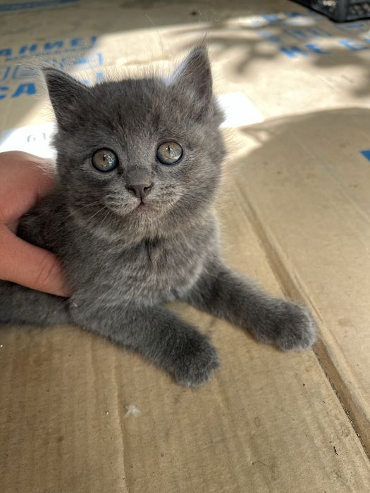 Отдам котят в хорошие руки