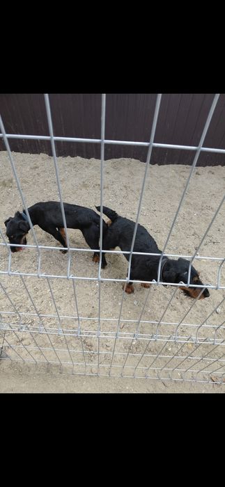 Jagd terrier căței