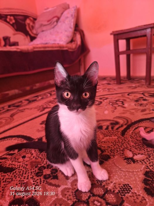 Ofer spre adopție 2 motani și 2 fetițe