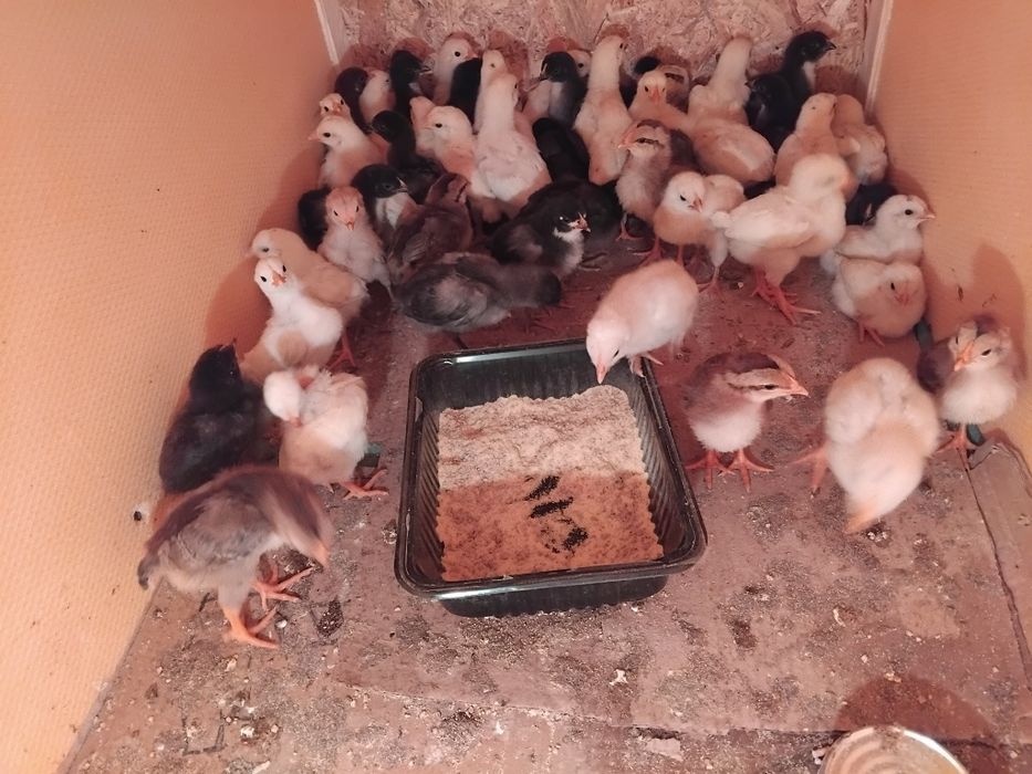 Oua de incubat mixte