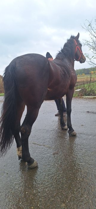Armăsar de vânzare de 5 ani