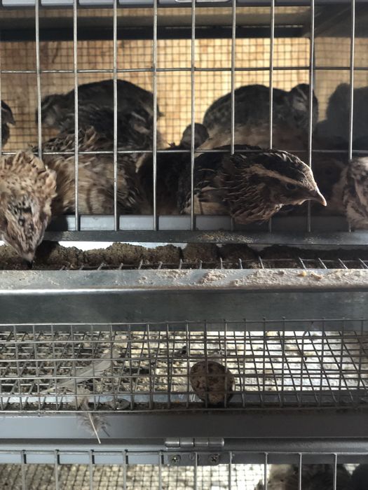 Перепелята, инк.яйца