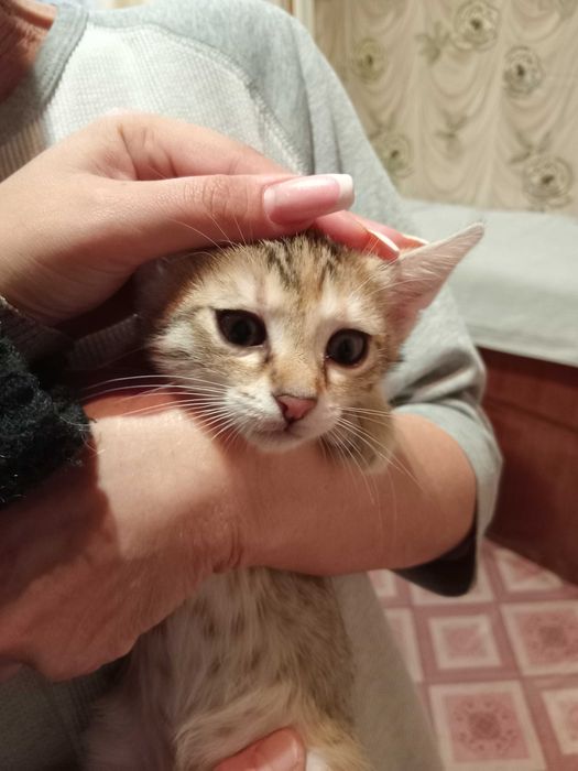 Подарявам котенца