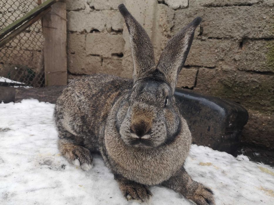 Femelă Uriaș German gri fier – calitate bună!