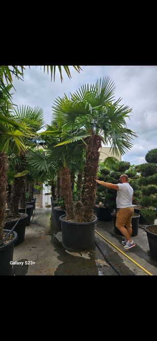 Vând palmieri trachycarpus fortunei multitulpinali