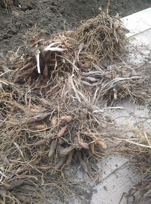 Цветы Гул илдизлари