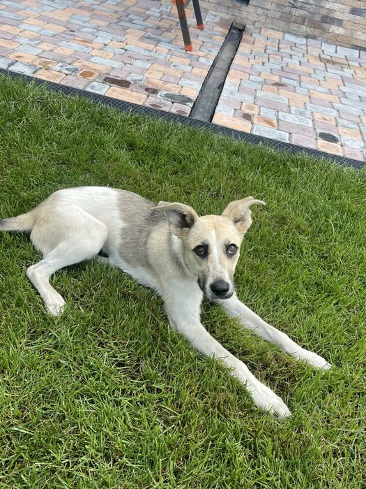 Пристраивается щенок!