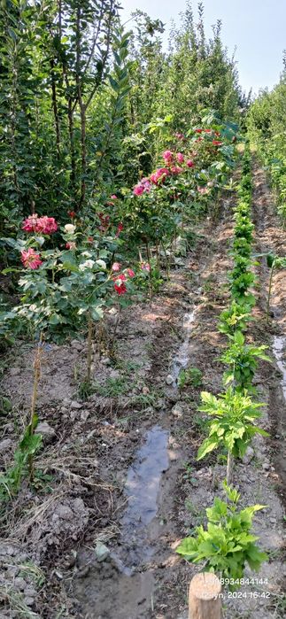 Штамп атиргул дарахт кучатлари оптом сотилади дехкончилик