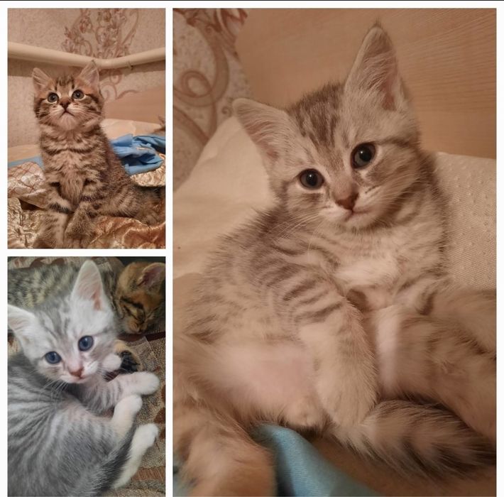 Продам котят смесь британцы