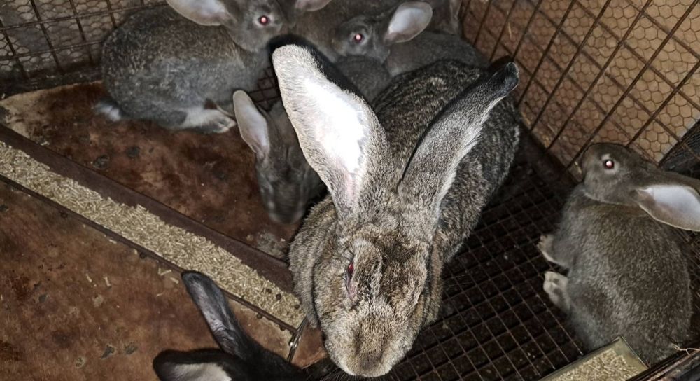 Зайци заек зайчета Фландър