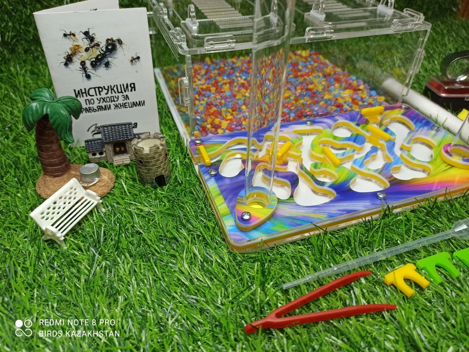 Профессиональная ферма для муравьев в Алматы