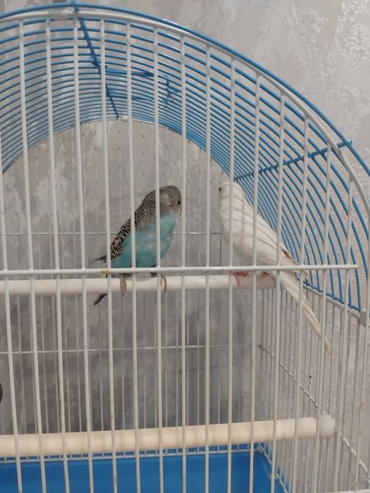 Проам попугаев + клетка