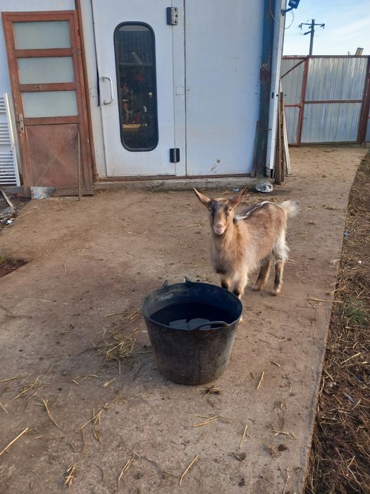 Vind capra alpin și edita zannen