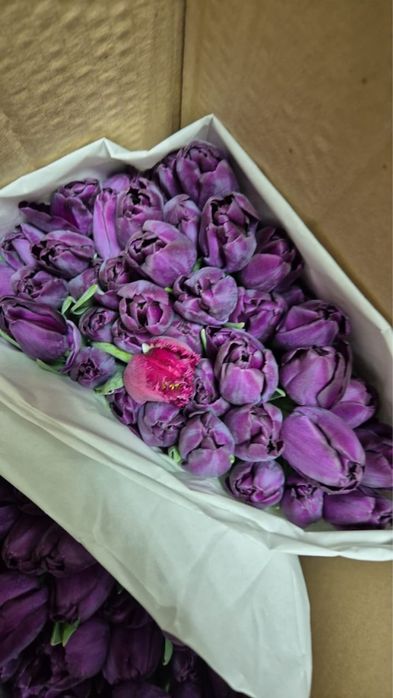 Тюльпаны на 8 марта