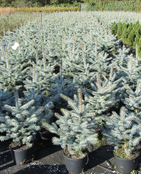 Голубая ель сосна дуб береза саженцы, сеянцы