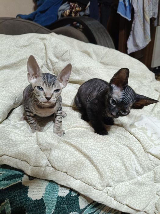 Продаются котята Сфинкс
