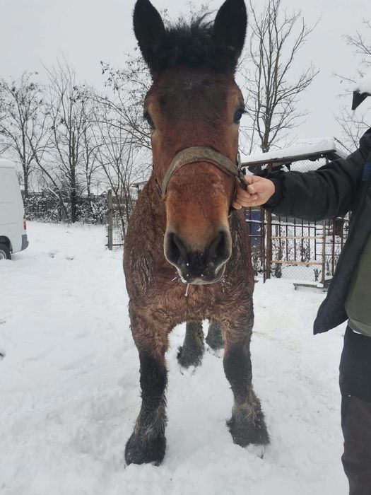 Armăsar în vârstă de 3 ani de vânzare