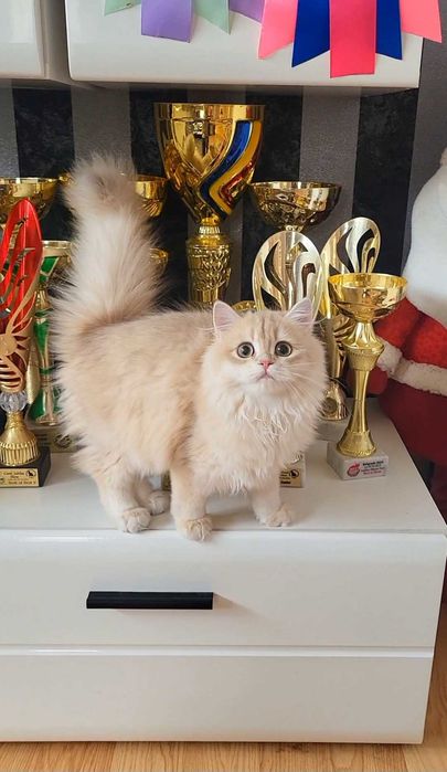 Fetita british longhair culoare rara - lilac golden