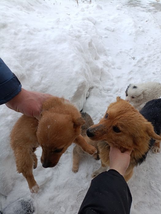 Щенки ищут домик.