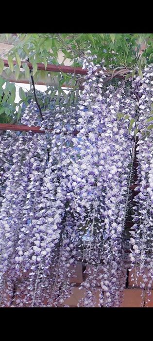 Продавам вкоренени резници на глициния (Wisteria sinensis)