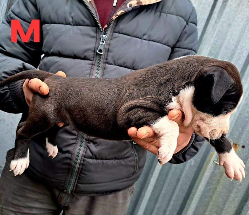 PITBUL-Питбул Мерле