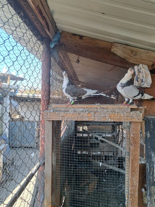 vând porumbei diferite rase