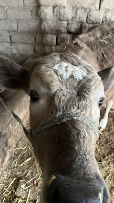 екі ұрғашы бұзау