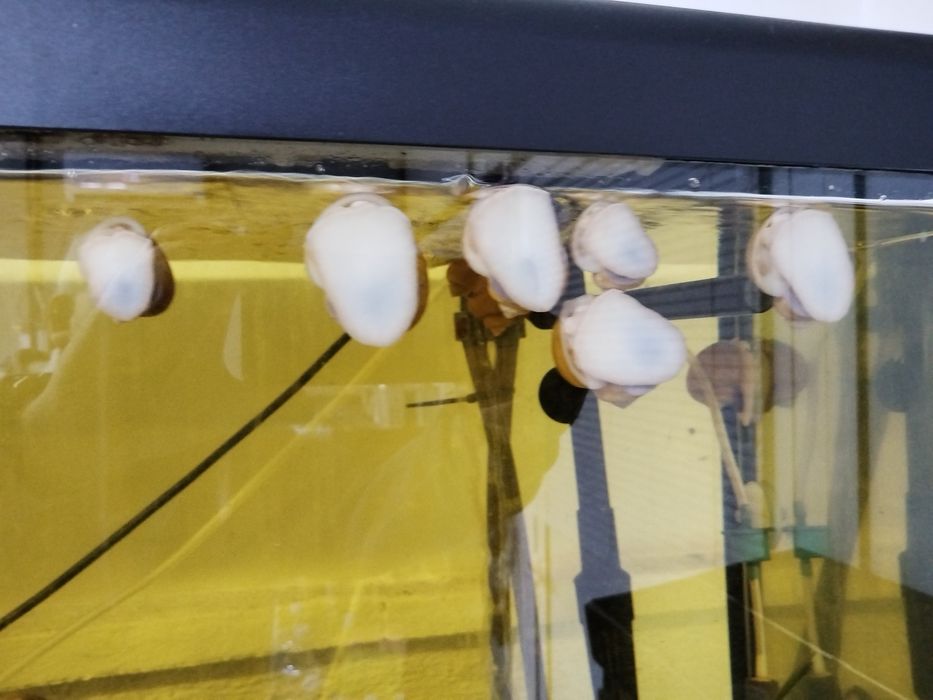 Охлюви Ампулария