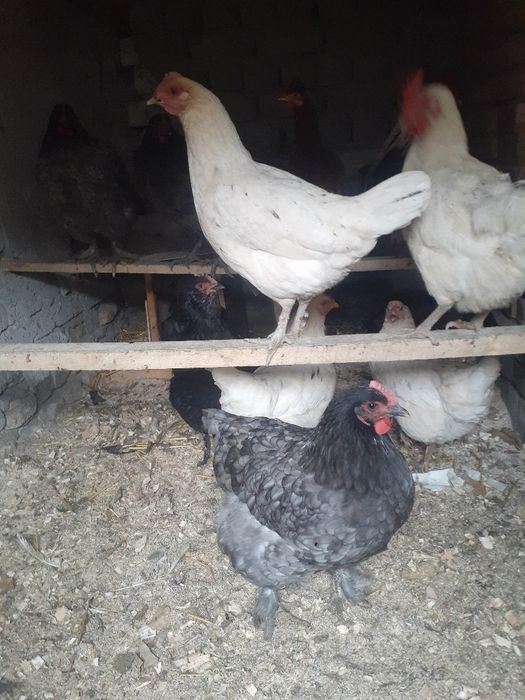 Tovuqlar sotiladigan