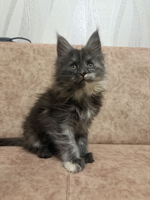 Котята Мейн-кун , великаны