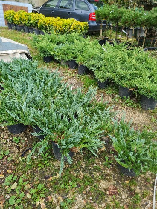 Plante ornamentale  gazon rulou