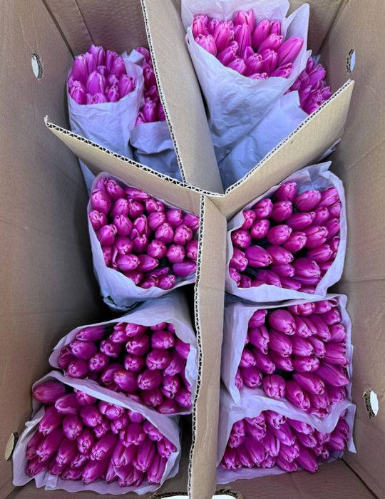 Премиум тюльпаны крупные