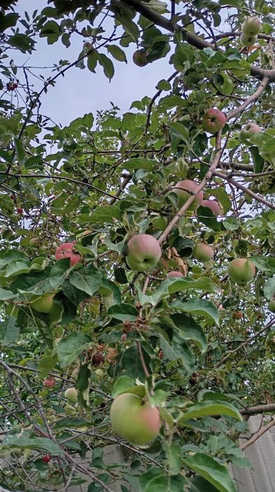 Продам два дома.