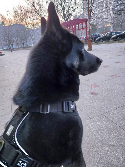 Catelusa unica adoptie