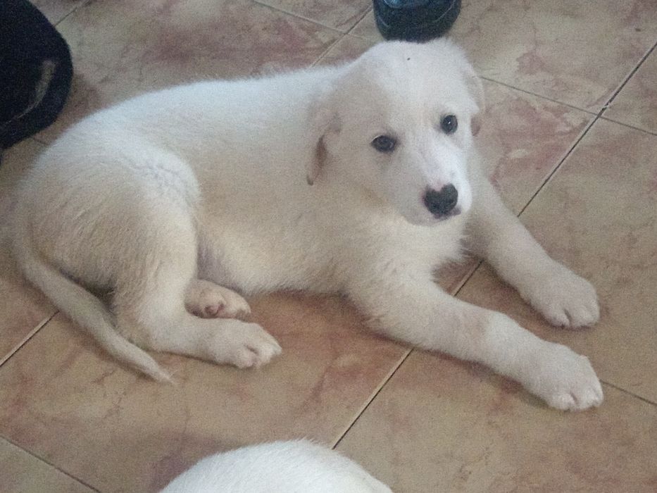 Donez catei de 3 luni