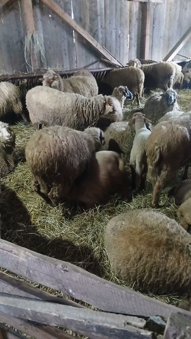 Vând oi tinere cu miei