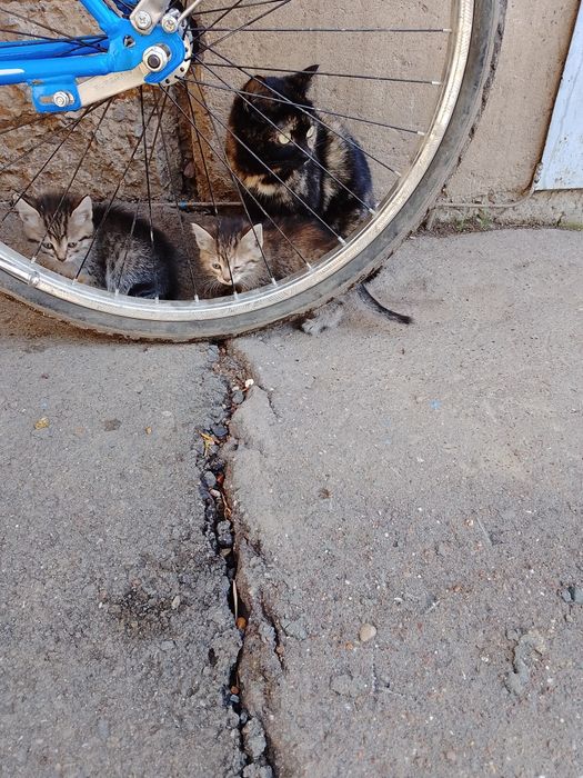 ОтдамКотяТвДобрыеРукиНаЮбиленой