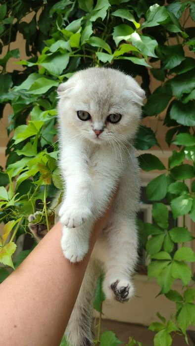Продаются котята