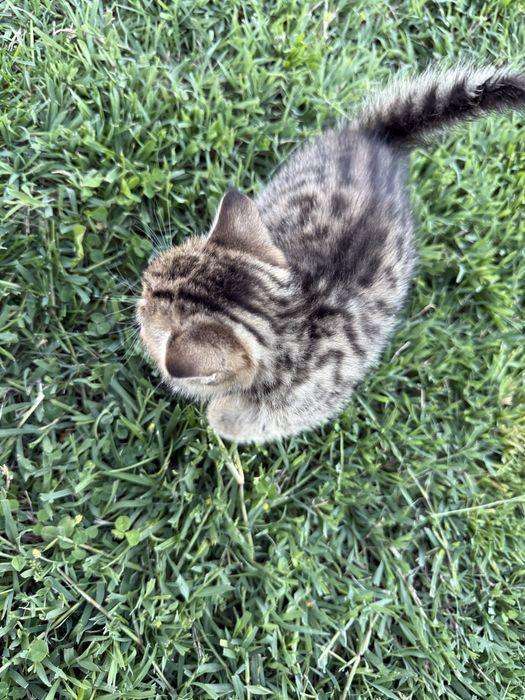 Британски котенца