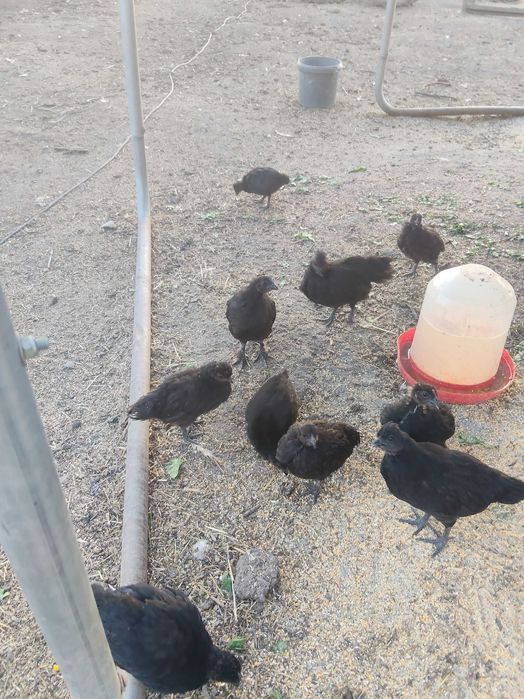 Schimb pui ayam cemani cu brahma hd