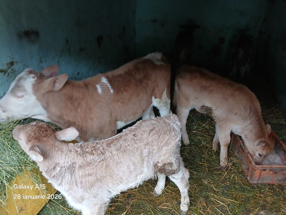 Vand vitei baltat romanesc