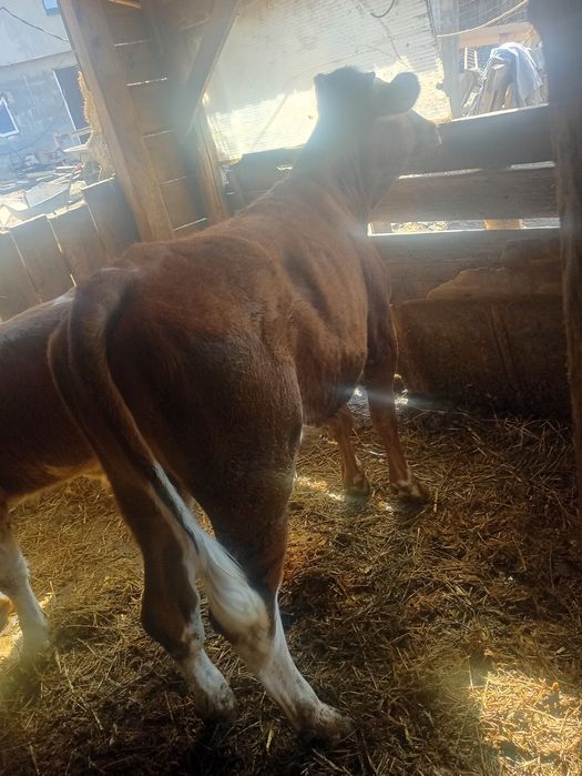 Vând o vitea de 6 luni