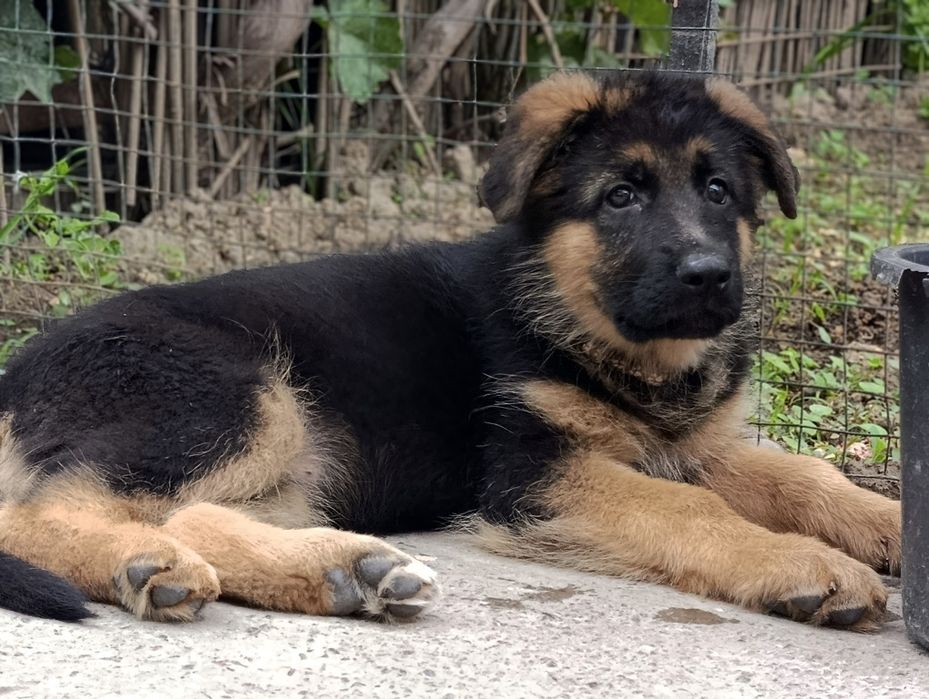 Немецкие овчарки ( стандарт)