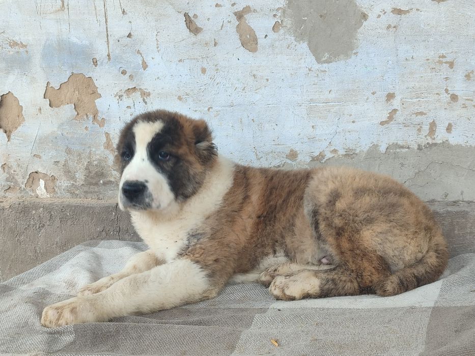 Щенки Алабая САО 3 месяца